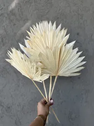 Hojas De Palmera Blanca Grande Seca