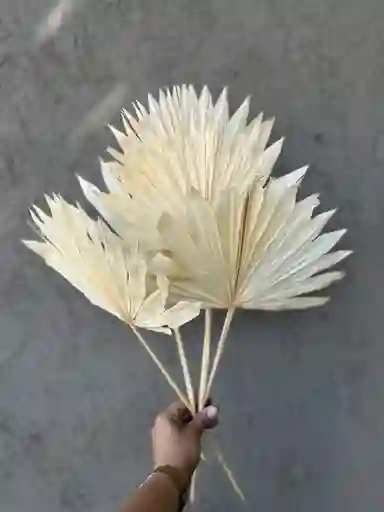 Hojas De Palmera Blanca Grande Seca