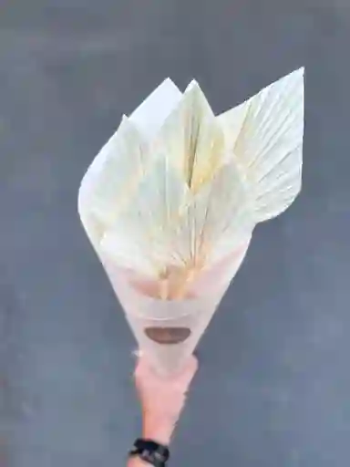Hoja De Palmera Blanca Seca