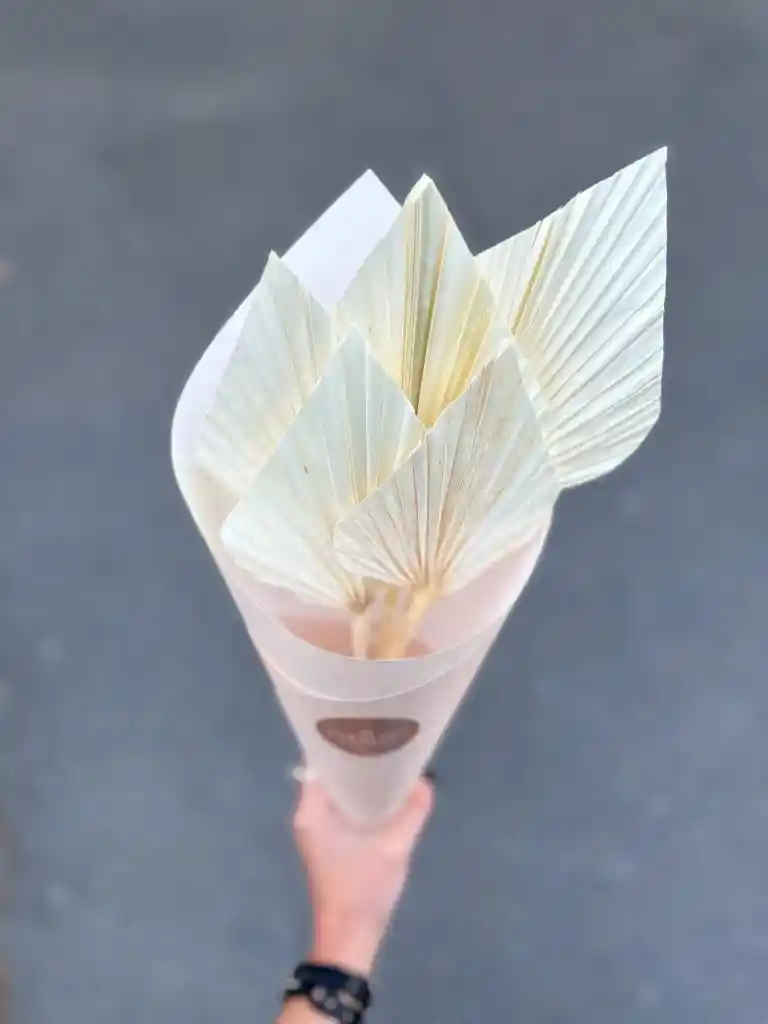 Hoja De Palmera Blanca Seca