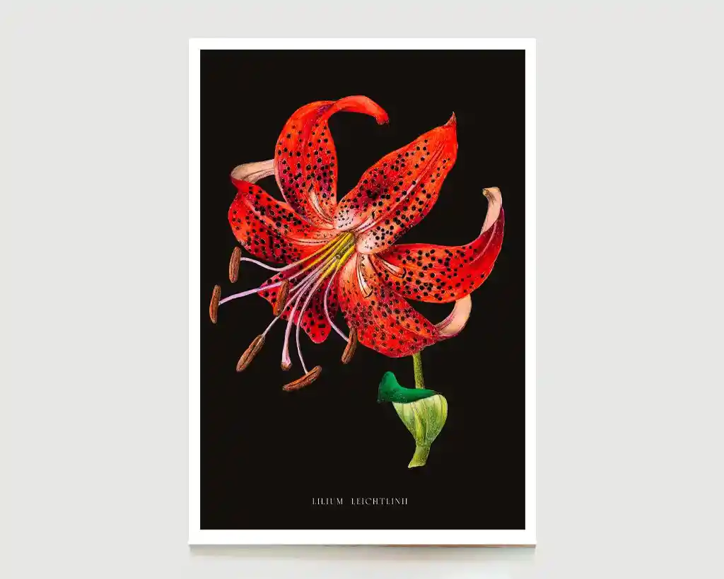 Ilustración Lilium Leichtlinii