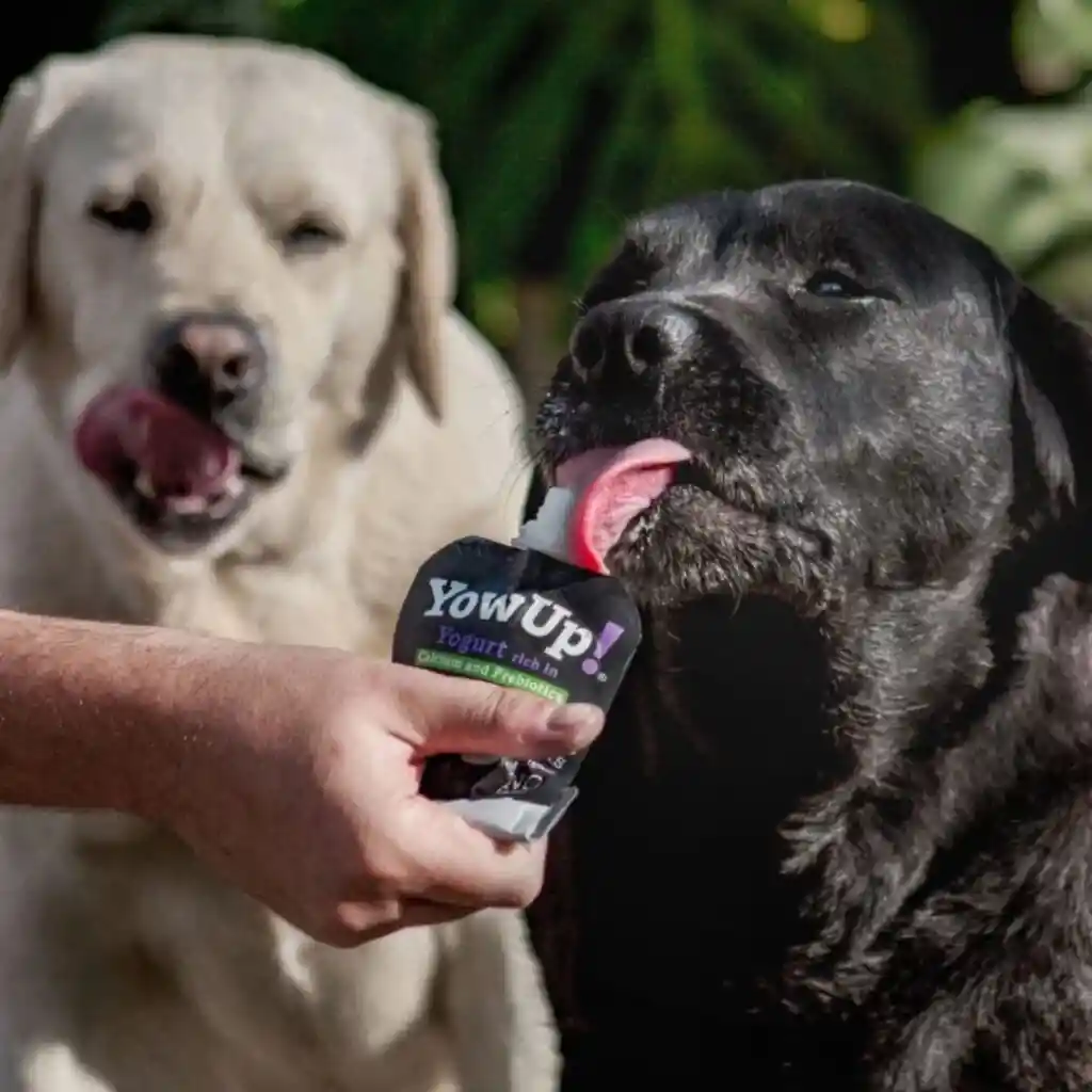 Yow Up! Yogurt Natural Perro