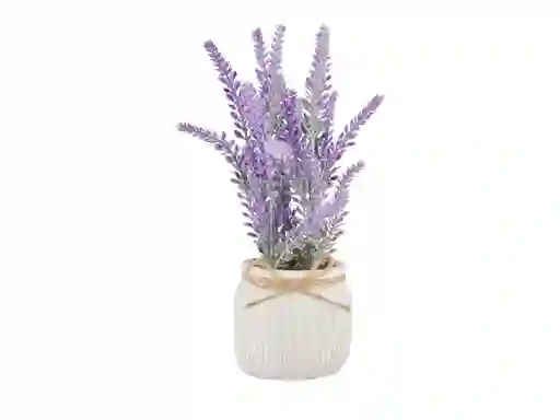 Planta Maceta Lavanda 36h