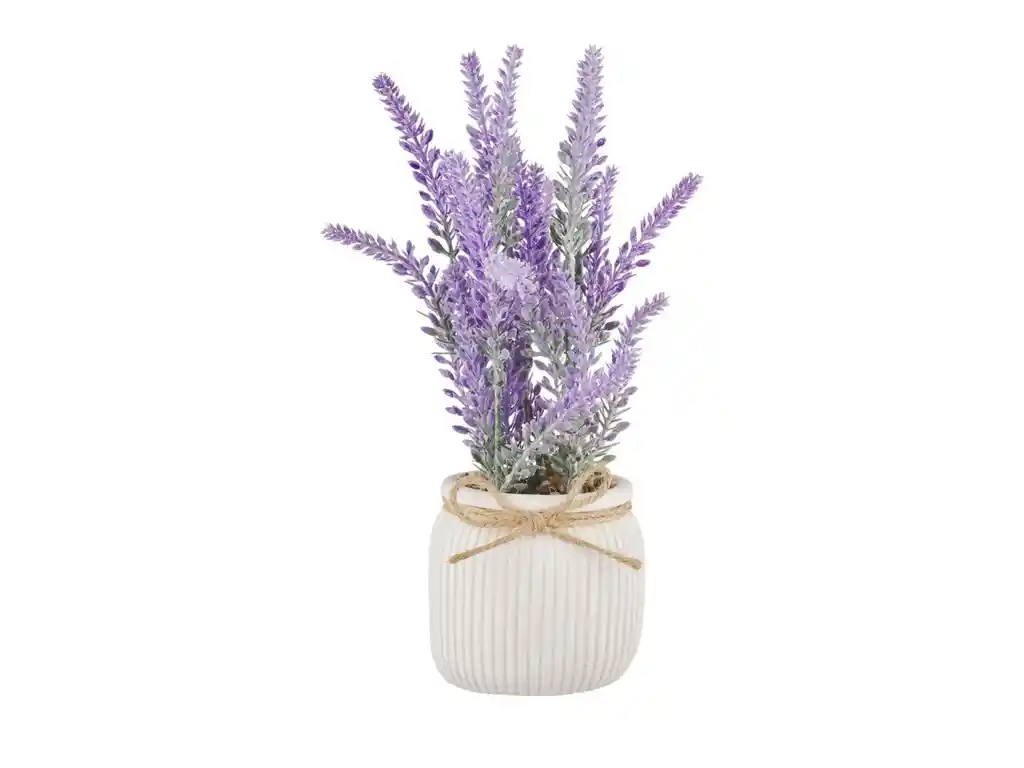 Planta Maceta Lavanda 36h