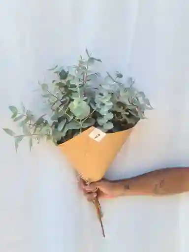 Ramo De Eucalipto Fresco