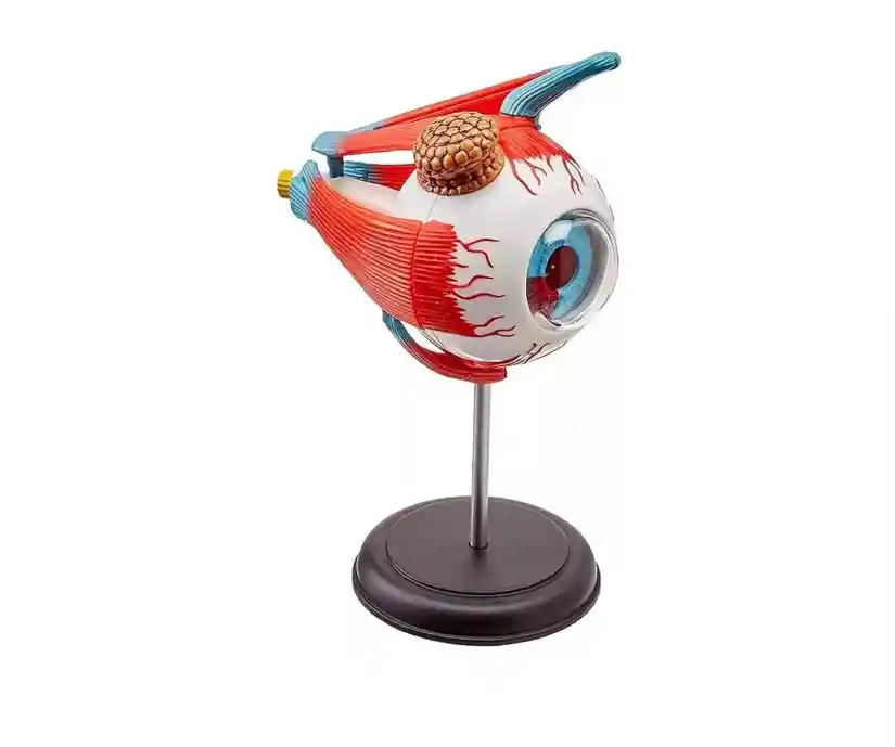 Ojo Humano Modelo De Globo Ocular Anatomía Del Ojo
