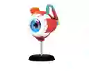 Ojo Humano Modelo De Globo Ocular Anatomía Del Ojo
