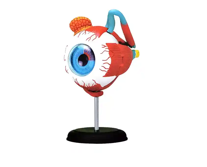 Ojo Humano Modelo De Globo Ocular Anatomía Del Ojo