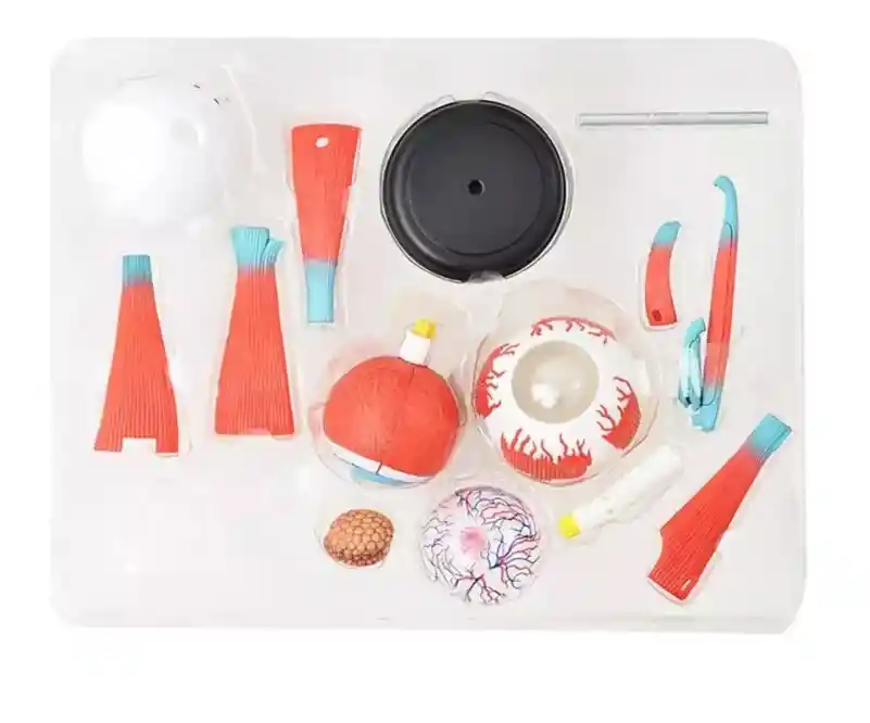 Ojo Humano Modelo De Globo Ocular Anatomía Del Ojo