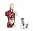 Juguete De Anatomía Torso Humano Realista Interactivo 24cm