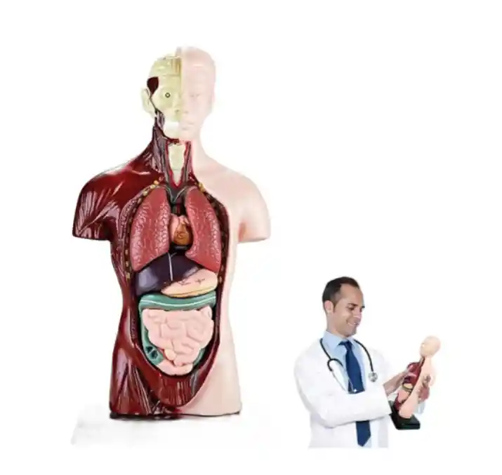 Juguete De Anatomía Torso Humano Realista Interactivo 24cm