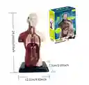 Juguete De Anatomía Torso Humano Realista Interactivo 24cm