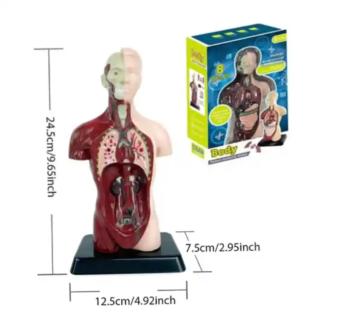 Juguete De Anatomía Torso Humano Realista Interactivo 24cm