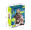 Juguete De Anatomía Torso Humano Realista Interactivo 24cm