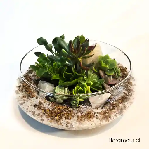 Terrarium Fino De Suculentas Variadas