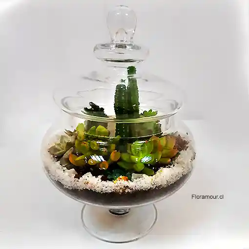 Terrarium Fino De Suculentas