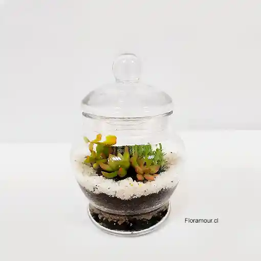 Terrarium Fino De Suculentas Variadas