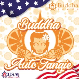 Buddha Auto Tangie (x3)