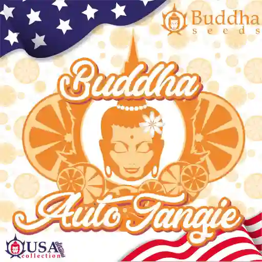 Buddha Auto Tangie (x3)