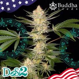 	buddha Dosi2 (x3)