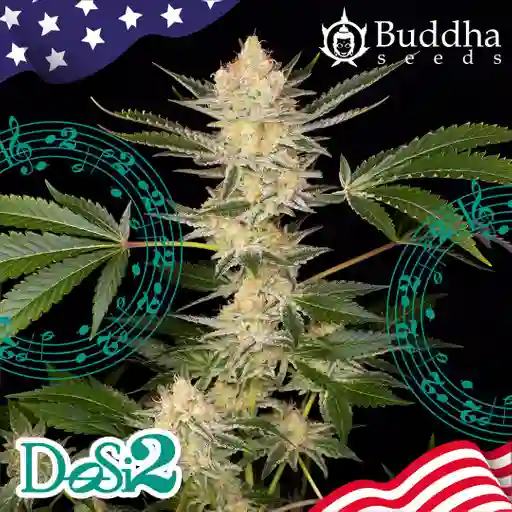 	buddha Dosi2 (x3)