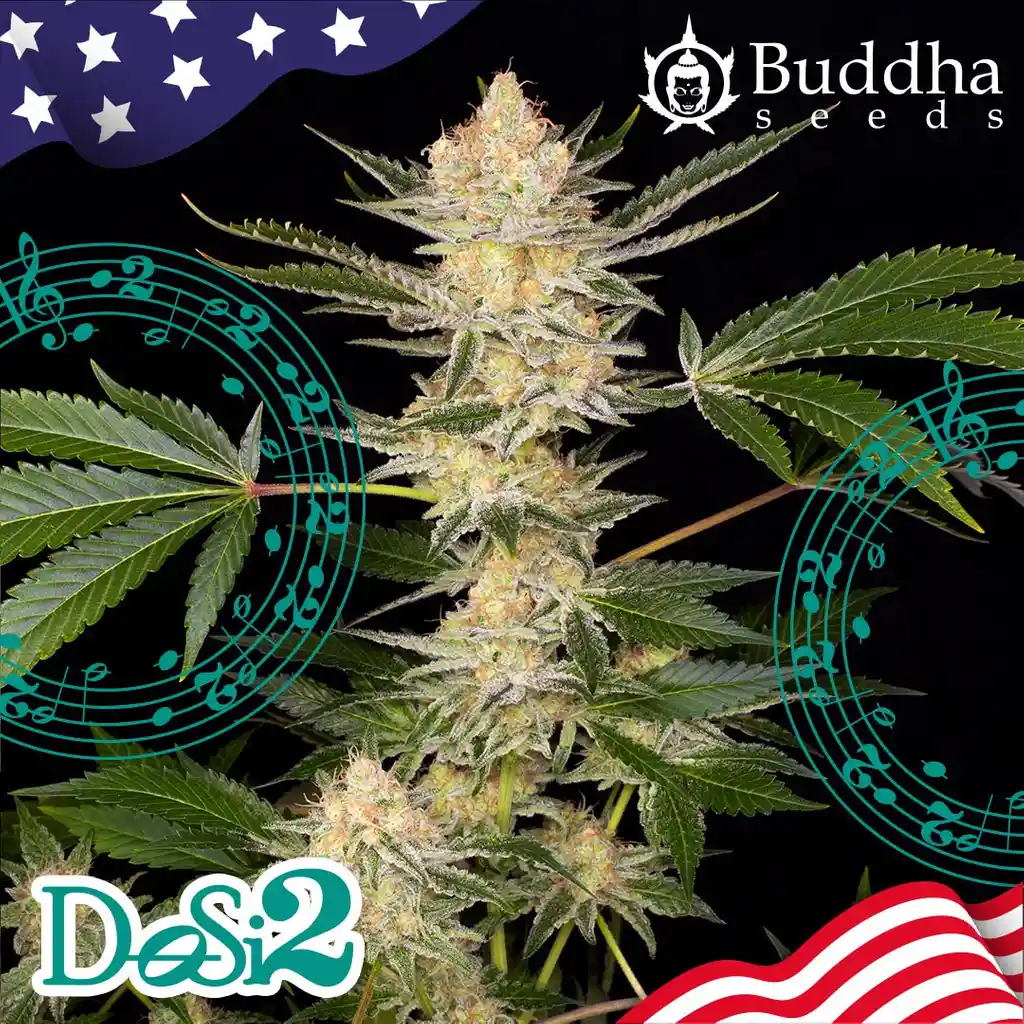 	buddha Dosi2 (x3)