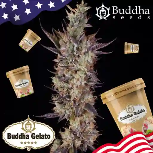 Buddha Gelato (x3)