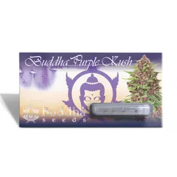 Buddha Purple Kush Fem (x3)