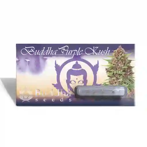 Buddha Purple Kush Fem (x3)