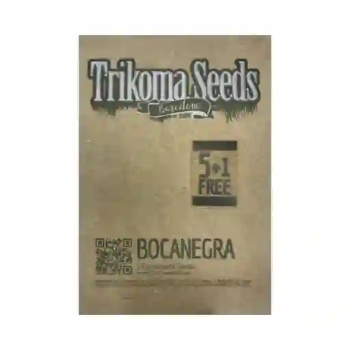 Bocanegra