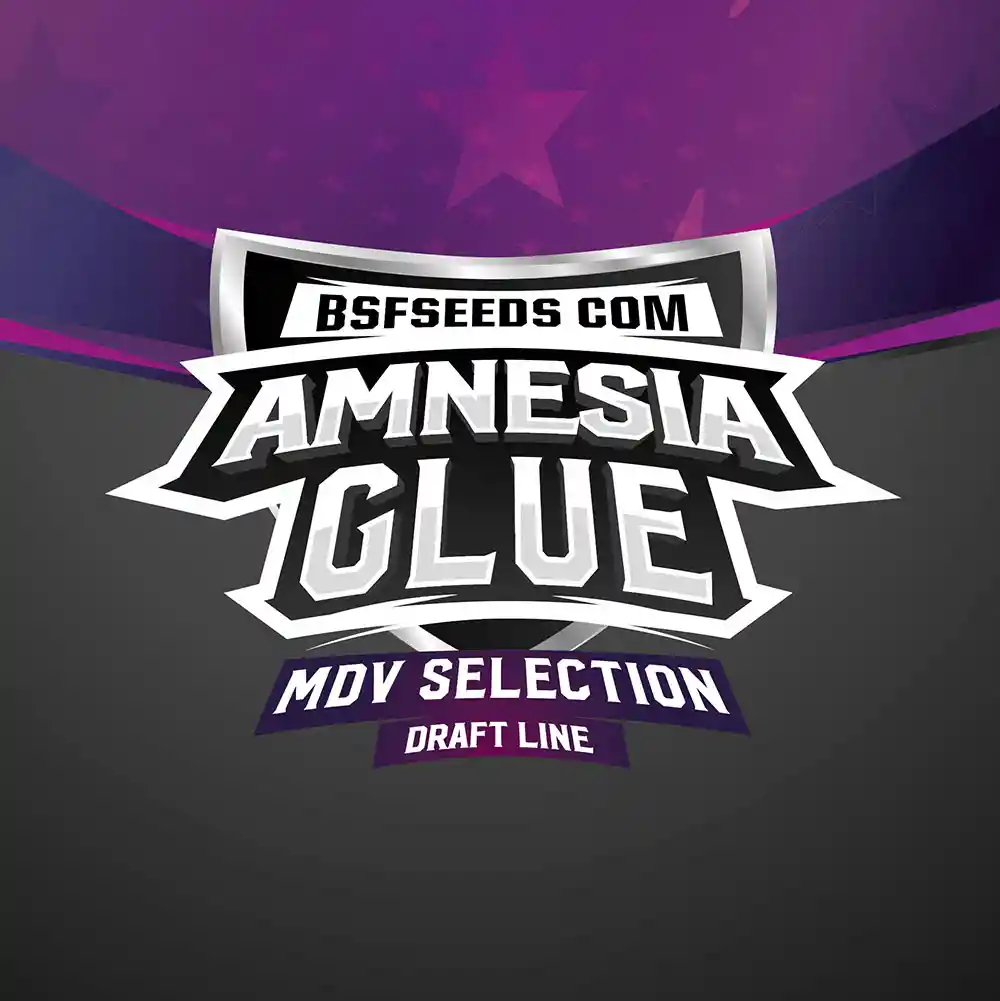 Amnesia Glue Fem (x2)