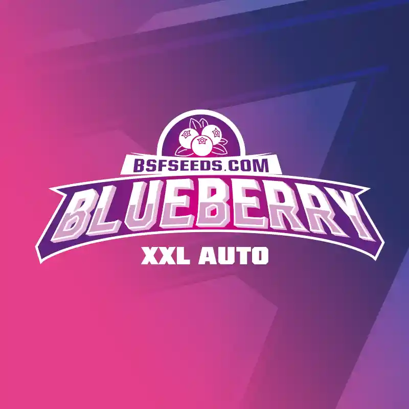 	blueberry Xxl Auto (x2)