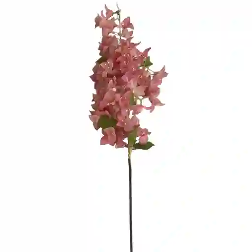 Granel Bougainvillea Durazno 120cm