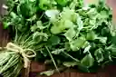 Cilantro