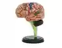 Cerebro Mini Modelo Anatómico 4d Desarmable 32 Partes