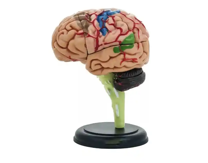 Cerebro Mini Modelo Anatómico 4d Desarmable 32 Partes