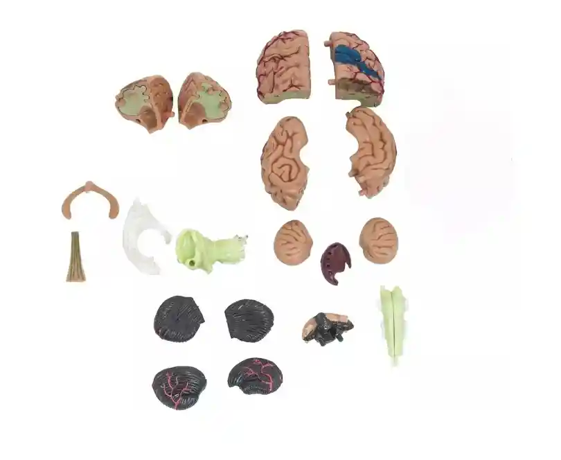 Cerebro Mini Modelo Anatómico 4d Desarmable 32 Partes
