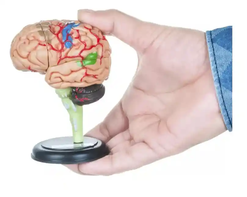 Cerebro Mini Modelo Anatómico 4d Desarmable 32 Partes