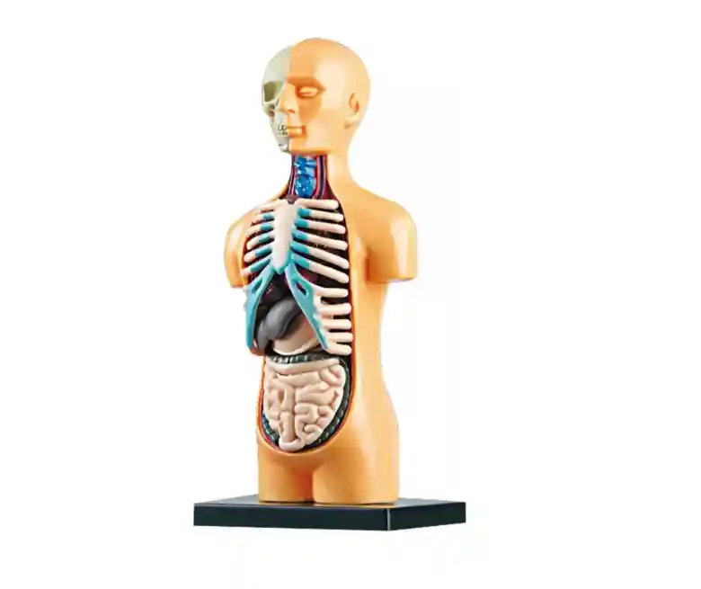 Torso Humano Modelo Anatomico Organos Extraible 16cm