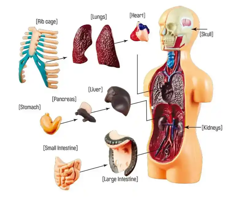 Torso Humano Modelo Anatomico Organos Extraible 16cm