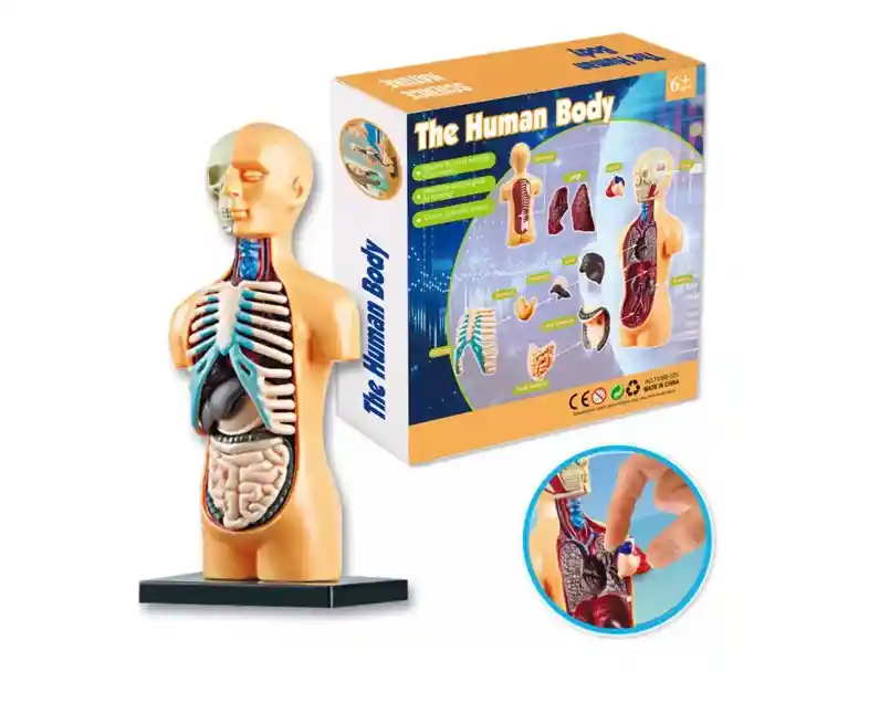 Torso Humano Modelo Anatomico Organos Extraible 16cm