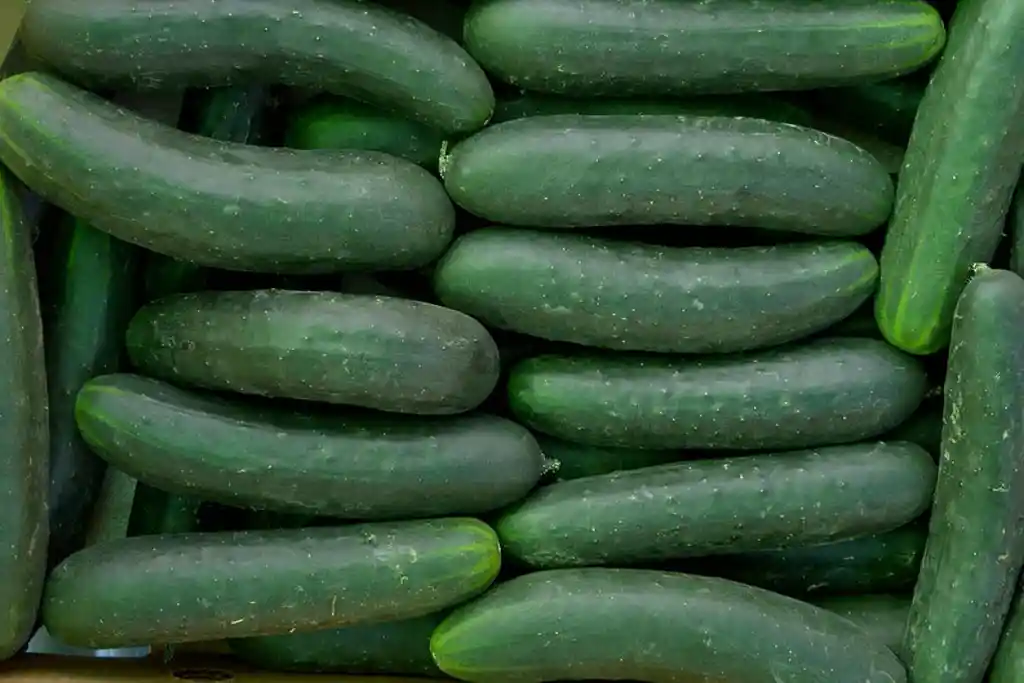 Pepino