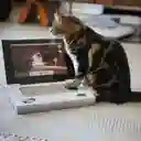 Rascador Para Gato Brnx Catbook/computador