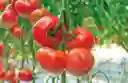 Tomate Racimo
