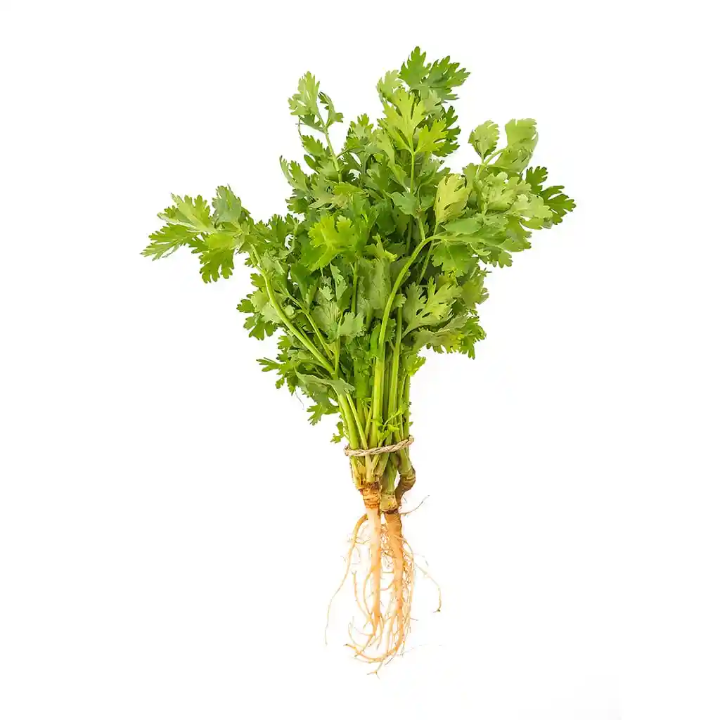 Cilantro