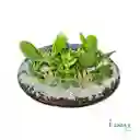 Jardín De Suculentas En Pecera Redonda – Naturaleza En Equilibrio