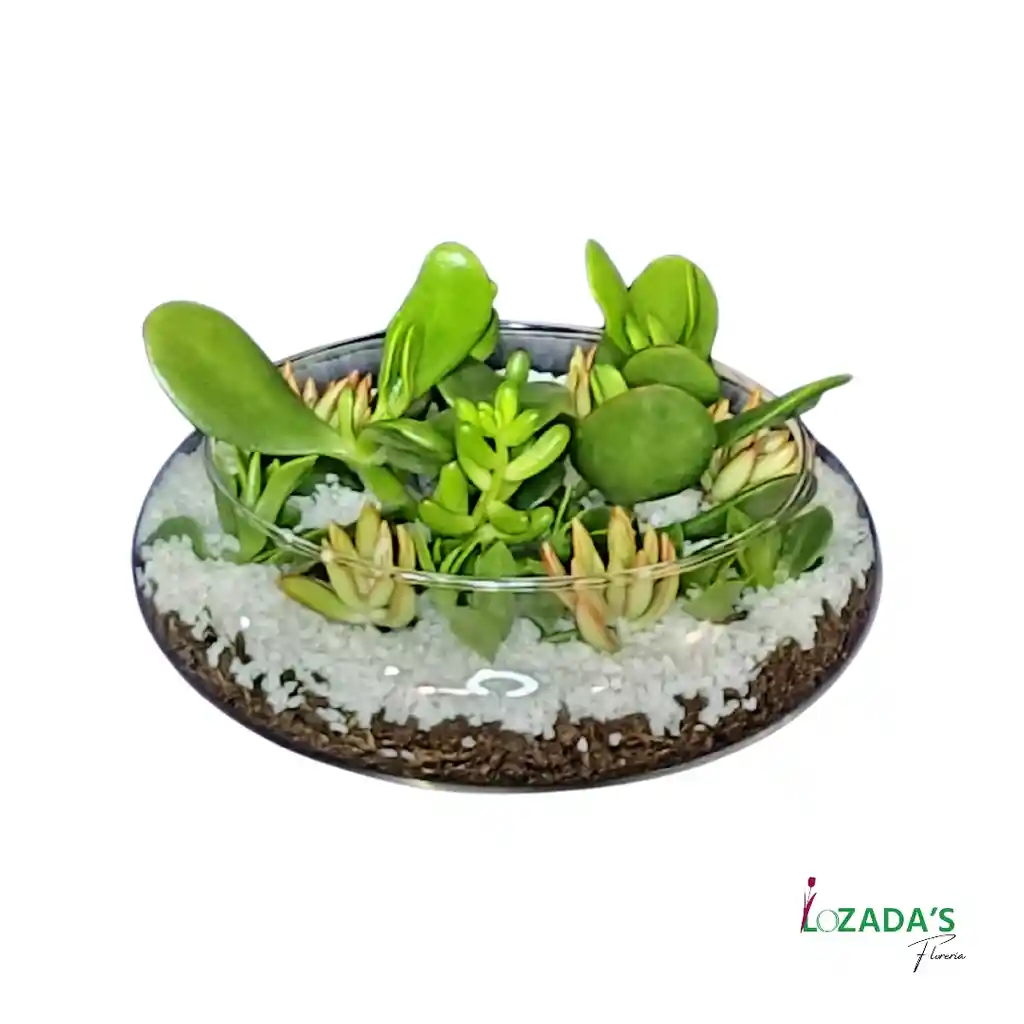 Jardín De Suculentas En Pecera Redonda – Naturaleza En Equilibrio