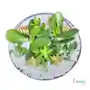 Jardín De Suculentas En Pecera Redonda – Naturaleza En Equilibrio