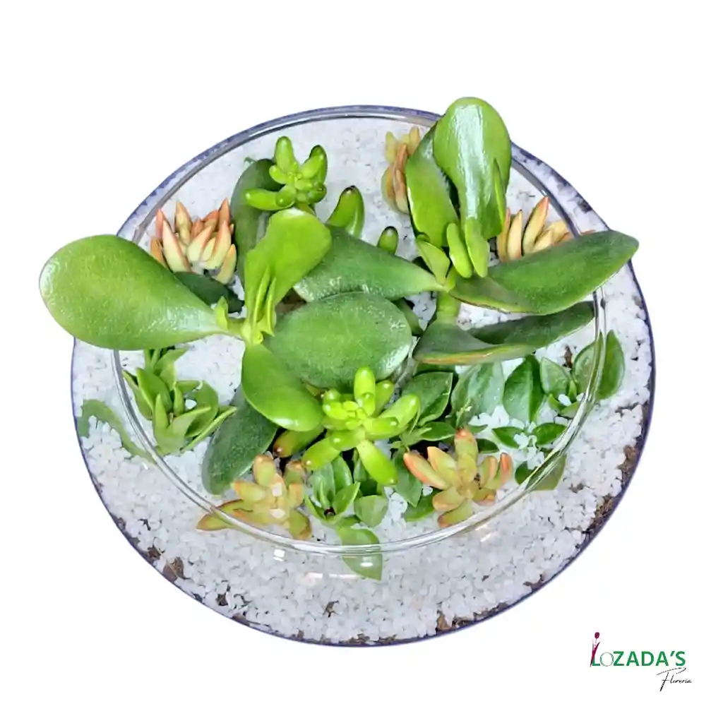 Jardín De Suculentas En Pecera Redonda – Naturaleza En Equilibrio