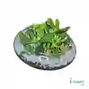 Jardín De Suculentas En Pecera Redonda – Naturaleza En Equilibrio